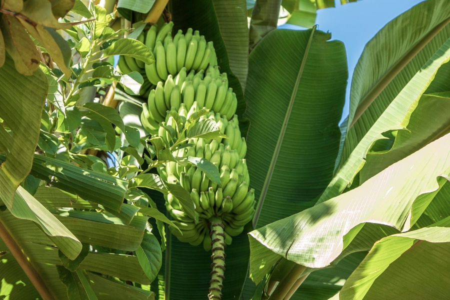 Foto colorida de cacho de banana verde pedurado no pé