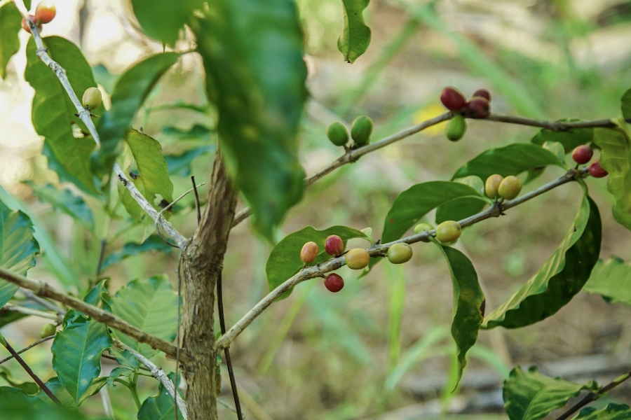 Foto colorida de frutos verdes e alguns quase maduros agarrados aos galhos de um pé de café