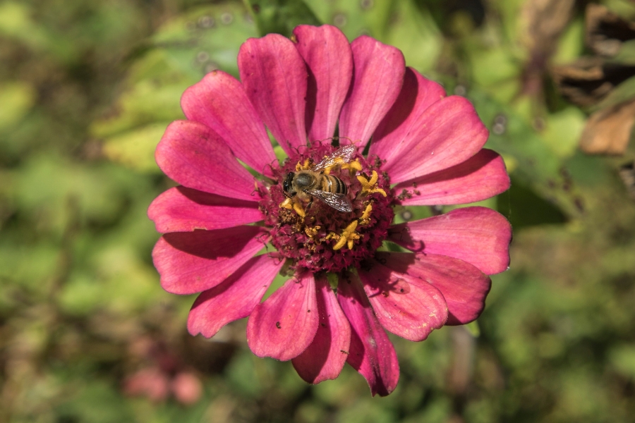 Foto colorida de flor rosa escuro com uma abelha pousada no centro