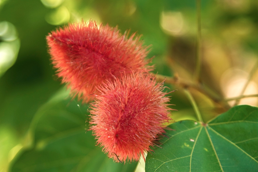 Foto colorida dois frutos pequenos vermelhos e peludos da planta urucum agarrados a um galho com folhas verdes