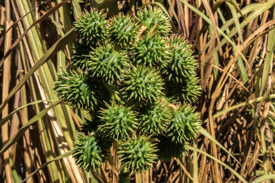 Foto colorida de um cacho de mamona com vários frutos verdes e espinhosos