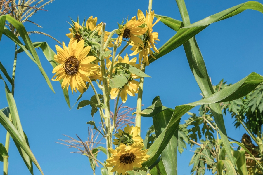 Foto colorida de flores amarelas de girassol cultivadas em pé cercado de outras plantas e tendo ao fundo um céu de azul intenso