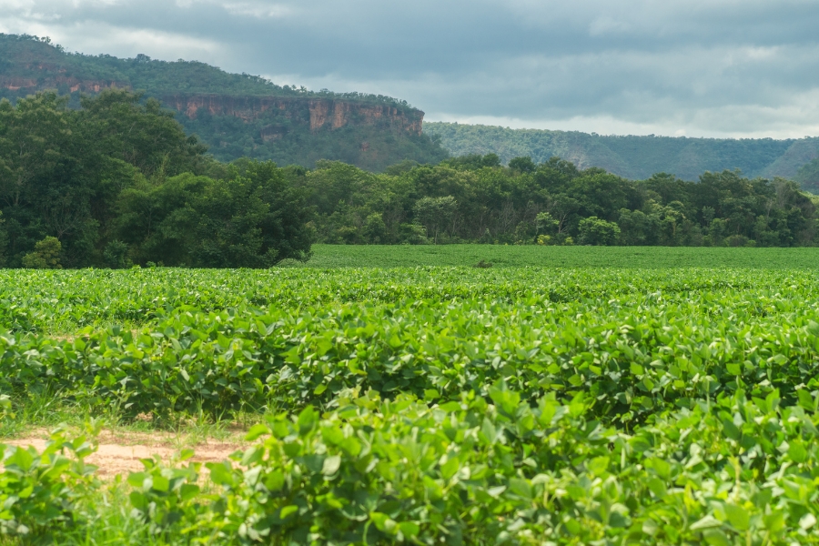 Foto colorida de campo coberto de plantas de soja tendo ao fundo área de chapada com vegetação nativa do Cerrado