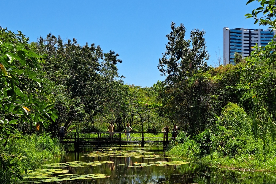 A imagem mostra uma área natural exuberante e verde, com um pequeno corpo d'água coberto de vitórias-régias. Há uma ponte de madeira cruzando o lago e várias pessoas caminhando sobre a ponte. No fundo, há um edifício alto e moderno, indicando que esta área natural provavelmente está dentro ou próxima de um ambiente urbano.