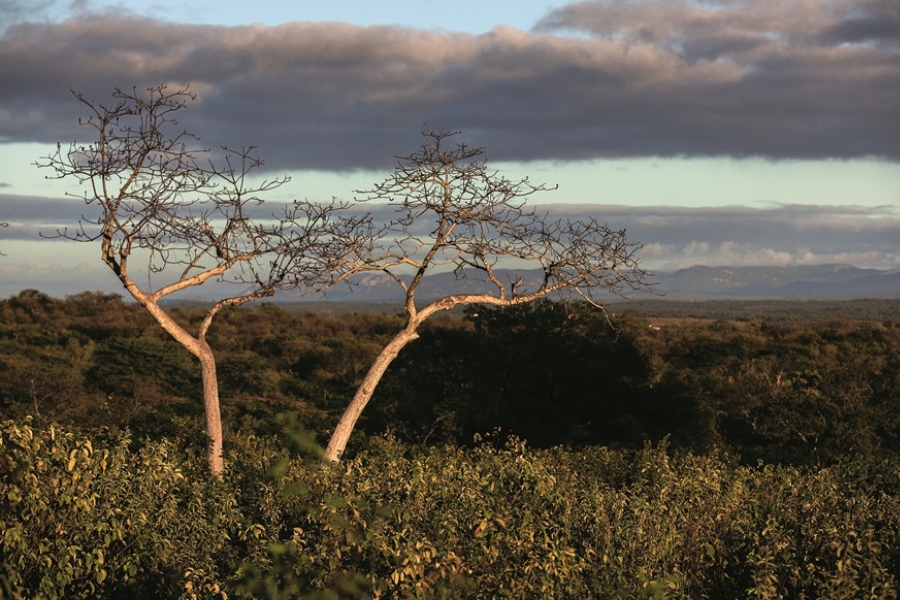 A imagem apresenta a paisagem típica da Caatinga, um bioma característico do semiárido brasileiro. O cenário é marcado por vegetação adaptada ao clima seco, com árvores de galhos retorcidos, cactos e arbustos espaçados. O solo aparenta ser seco, com tons claros, reforçando o aspecto árido do local. A iluminação natural evidencia as cores da vegetação e do terreno, criando uma atmosfera quente e desértica, porém rica em biodiversidade única e adaptada a condições extremas.