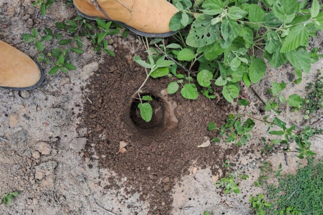 A imagem mostra um buraco recém-cavado no solo, possivelmente preparado para o plantio de uma muda, que já está posicionada dentro do buraco. O solo ao redor é arenoso, com tonalidades marrons, característico de áreas áridas. Há vegetação rasteira e pequenas plantas próximas ao buraco, indicando um ambiente natural. No canto superior esquerdo da imagem, é possível ver parte de uma bota de couro, sugerindo a presença de alguém participando da atividade de plantio.