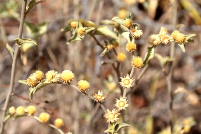A imagem mostra um detalhe de plantas típicas da Caatinga, com pequenos ramos de flores amarelas em forma de pompons ou esferas. As folhas são estreitas e apresentam coloração esverdeada com tons acinzentados, indicando adaptações ao clima seco. O fundo desfocado exibe uma tonalidade terrosa, reforçando o ambiente árido e característico do bioma. A iluminação natural destaca as texturas das flores e folhas, trazendo um contraste vibrante entre os elementos da vegetação.