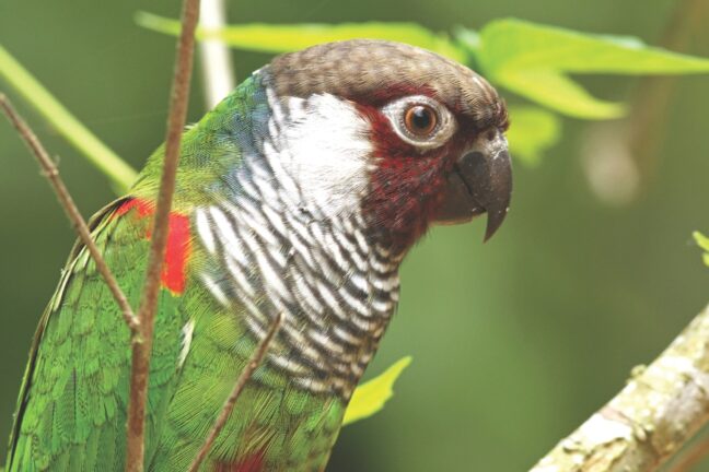 A imagem mostra um pássaro com plumagem verde e vermelha, com listras brancas e pretas no peito. O pássaro está posicionado em um galho, com folhas verdes ao fundo.