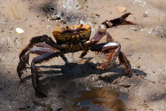 A imagem mostra um caranguejo-uçá (Ucides cordatus) em seu habitat natural, um ambiente de manguezal com solo úmido e lamacento. O crustáceo apresenta uma carapaça de coloração alaranjada e marrom, com patas cobertas de cerdas e uma das suas garras visivelmente maior que a outra, uma característica comum da espécie. O caranguejo está com a garra levantada, possivelmente em uma postura de defesa ou comunicação. O solo ao redor é barrento e apresenta pequenos reflexos de luz