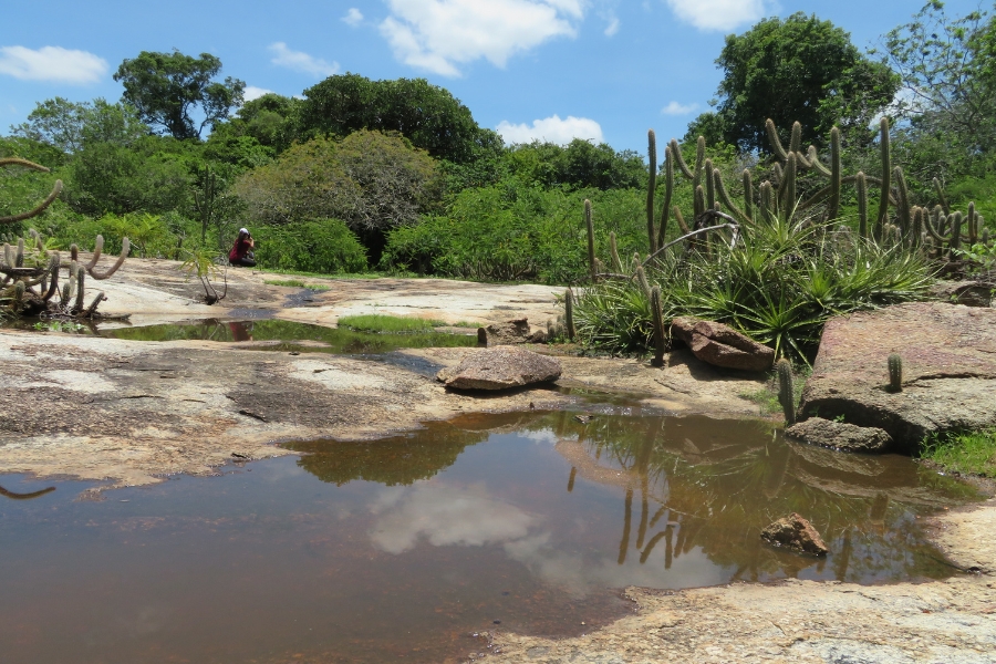 Foto de um cenário natural em uma área de vegetação típica de clima semiárido, possivelmente na caatinga. No primeiro plano, há uma poça de água formada sobre uma superfície rochosa, que reflete o céu azul e algumas nuvens brancas, criando um efeito espelhado bonito. O terreno é predominantemente rochoso, com pedras de diferentes tamanhos e formatos espalhadas pelo local. Ao redor da poça, crescem diversas plantas adaptadas ao clima seco, como cactos altos e finos, além de bromélias e pequenos arbustos verdes. A vegetação densa e verde ao fundo, composta por árvores e arbustos, sugere um ambiente de transição entre áreas secas e mais úmidas. Uma pessoa, vestida com roupas claras e um chapéu, está posicionada mais ao fundo, agachada sobre uma rocha, aparentemente observando ou explorando o local