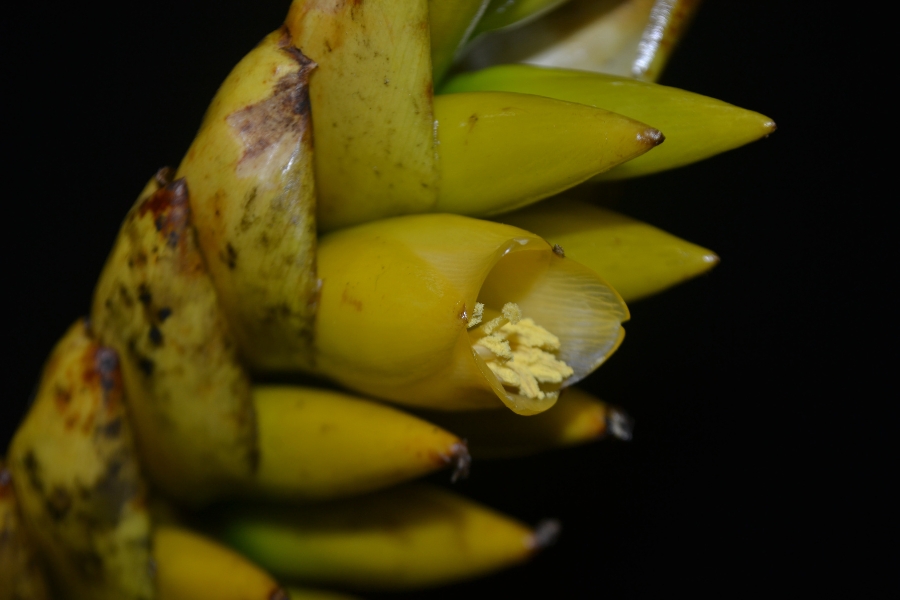 A imagem mostra uma flor de bromélia em detalhe. A planta tem estruturas amarelas pontiagudas dispostas em espiral, com algumas partes mostrando sinais de envelhecimento ou danos, como manchas escuras. No centro, há uma flor aberta de tom amarelo-claro, com pétalas translúcidas e estames cobertos de pólen amarelo, criando um belo contraste com o fundo escuro