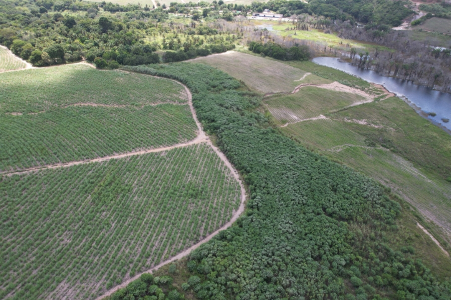 A imagem mostra uma área restaurada com vegetação em crescimento, delimitando plantações e margeando um corpo d'água. A paisagem evidencia a recuperação ambiental e a presença de reflorestamento