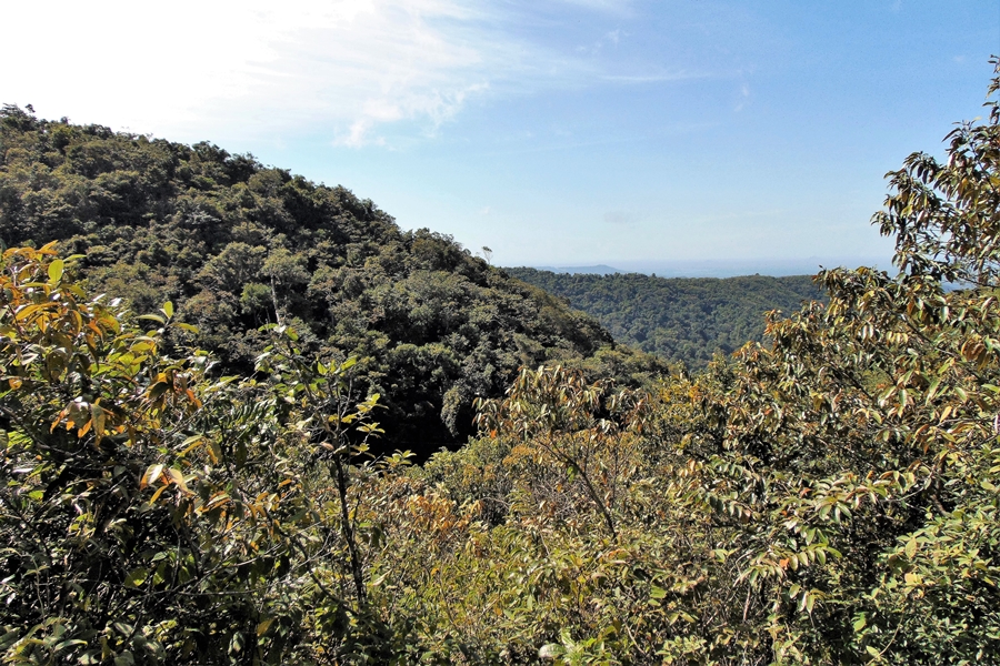 Uma densa floresta tropical se estende por colinas onduladas, com árvores exuberantes cobrindo a paisagem até onde a vista alcança. O céu azul claro com nuvens brancas acima contrasta com o verde intenso da vegetação