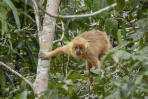 A imagem mostra um macaco-prego-galego (Sapajus flavius) em seu habitat natural, agarrado a um galho em meio à vegetação densa. O animal, de pelagem dourada, olha diretamente para a câmera com expressão curiosa