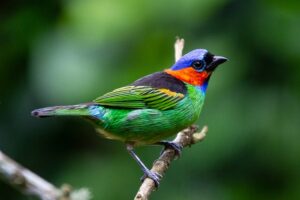 Um pássaro pequeno e colorido, com plumagem verde vibrante e detalhes em azul, laranja e preto, está empoleirado em um galho fino. Seu olhar atento e postura elegante exibem a beleza exótica da ave em meio à natureza exuberante