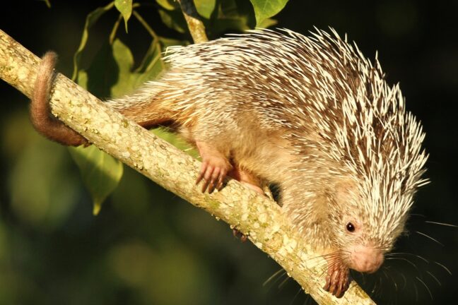 Um porco-espinho com espinhos brancos e corpo bege se equilibra em um galho fino, com sua cauda longa e peluda pendurada. Seus olhos escuros e bigodes finos contrastam com a pelagem clara