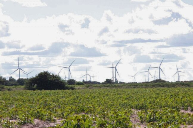 A imagem mostra um campo verde cultivado, provavelmente de mandioca, com arbustos dispersos e, ao fundo, diversos aerogeradores (torres de energia eólica) distribuídos pela paisagem. O céu está parcialmente nublado, com nuvens brancas e luz difusa