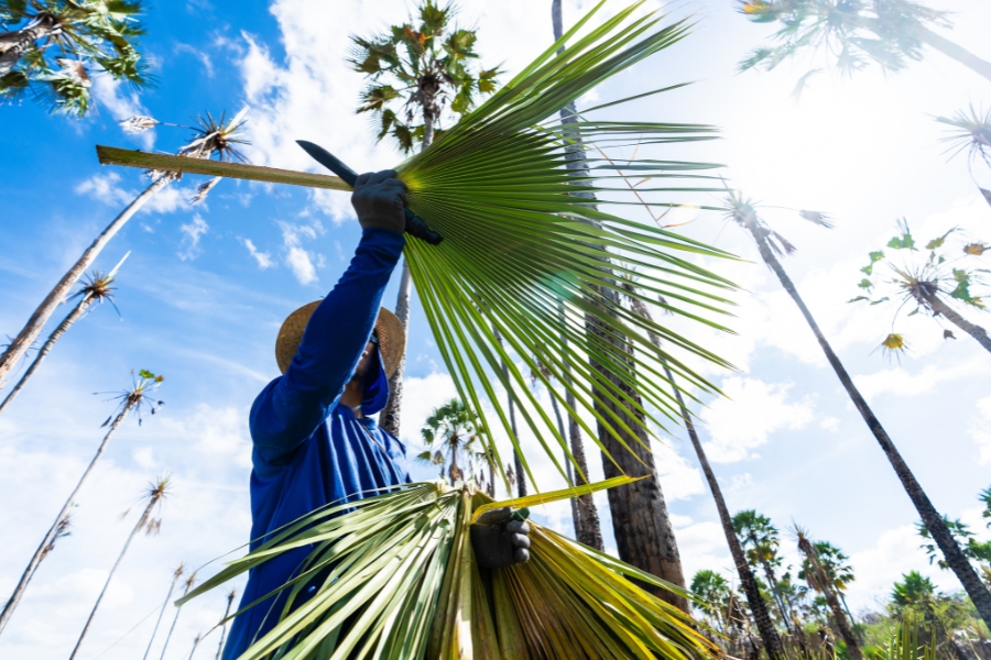 Foto de Baixo pra cima de homem com chapéu de palha e camisa de manga comprida azul que corta folhas de carnaúba com um facão em meio a um campo de palmeiras. O céu está azul com algumas nuvens e o sol forte ilumina a cena