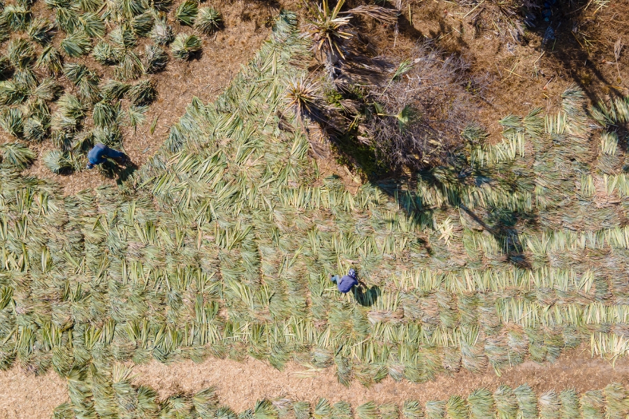 Imagem aérea mostra centenas de feixes de folhas de carnaúba dispostos no chão, formando um padrão geométrico. Dois trabalhadores, com roupas azuis de mangas compridas e chapéus, estão entre os feixes, manuseando o material