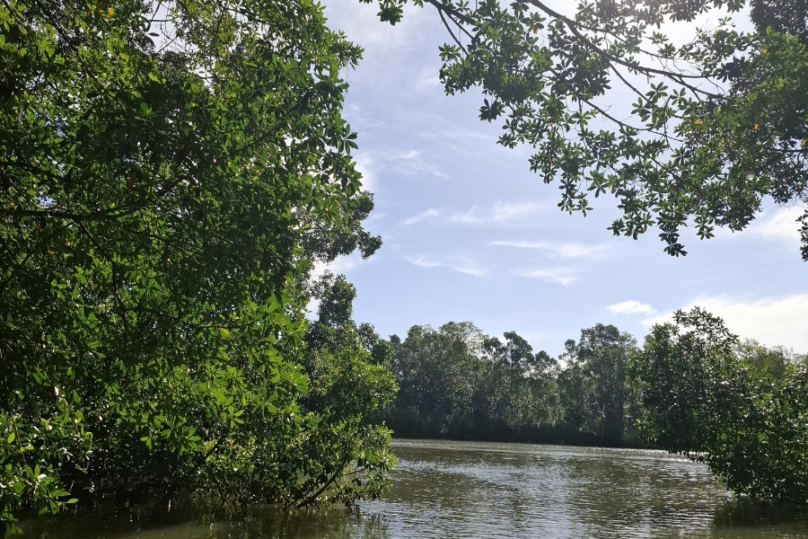 A imagem mostra um rio calmo cercado por densa vegetação de mangue. Galhos com folhas verdes emolduram a parte superior e lateral da cena. O céu ao fundo está claro, com algumas nuvens dispersas