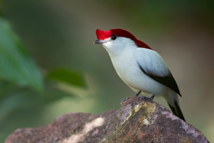 Pássaro de corpo branco com asas e cauda pretas, exibindo um chamativo topete vermelho. Ele está pousado sobre uma pedra em ambiente natural, com fundo desfocado de floresta
