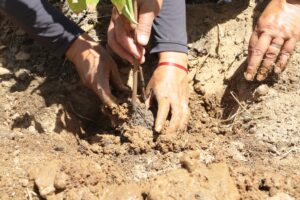 Três mãos adultas, cobertas de terra, firmam cuidadosamente a base de uma muda com raízes envoltas em substrato, posicionando-a em um buraco aberto no solo seco e argiloso sob sol forte