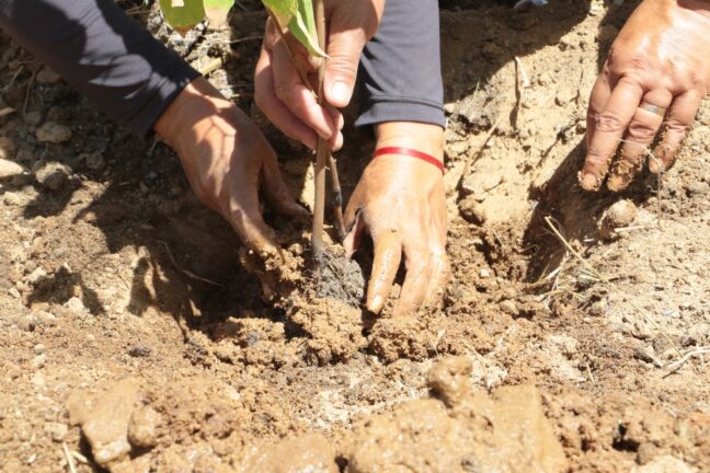 Três mãos adultas, cobertas de terra, firmam cuidadosamente a base de uma muda com raízes envoltas em substrato, posicionando-a em um buraco aberto no solo seco e argiloso sob sol forte