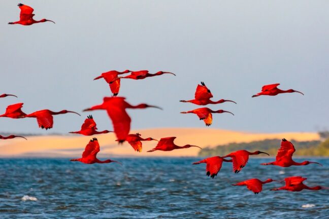 A imagem mostra uma revoada de guarás (aves de cor vermelha vibrante) sobrevoando uma paisagem natural deslumbrante. As aves estão em pleno voo, com asas abertas, formando um grupo que se destaca intensamente contra o azul do céu e o tom escuro do rio logo abaixo. Ao fundo, há dunas claras e vegetação densa, compondo um cenário típico do Delta do Parnaíba, no Piauí