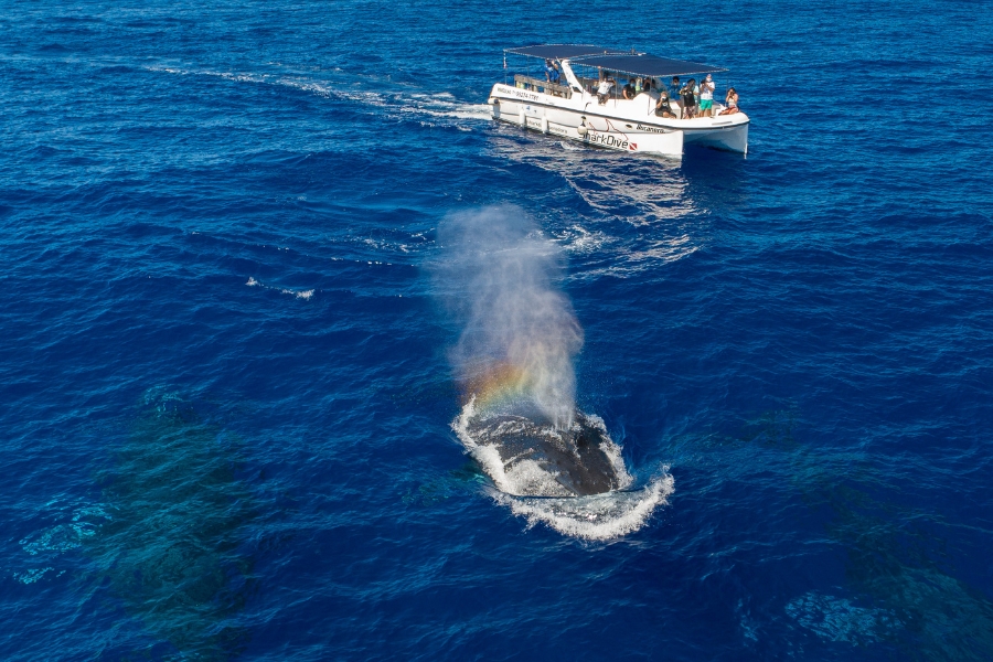 A imagem mostra uma baleia-jubarte na superfície do mar azul profundo, expelindo um jato de água pelo espiráculo. A luz do sol incide sobre o vapor d'água, formando um pequeno arco-íris. Ao fundo, há uma embarcação de turismo com várias pessoas observando e fotografando o animal.