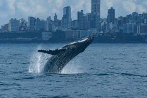 A imagem mostra uma imensa baleia-jubarte saltando para fora do mar, com parte do corpo ainda submersa e a outra já no ar, em um movimento majestoso. Ao fundo, vê-se a orla urbana de Salvador (BA), com dezenas de prédios altos em tons de branco, cinza e bege, sob um céu nublado.