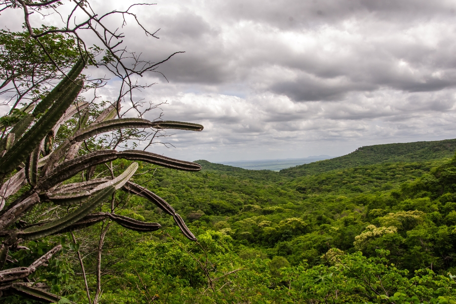 A imagem mostra uma paisagem de vegetação densa e verde, vista de um ponto elevado. No lado esquerdo, em primeiro plano, há um cacto grande com vários galhos longos e finos, apontando em diferentes direções. O horizonte é formado por morros cobertos de mata, que se estendem até a linha distante onde o céu e a terra se encontram. Acima, o céu está nublado, com nuvens espessas e cinzentas, que filtram a luz do sol, criando um clima de dia fechado e úmido