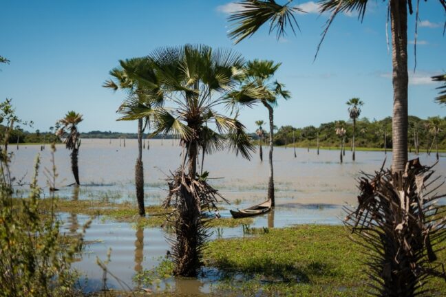 A foto mostra uma paisagem natural alagada. Em primeiro plano, há uma palmeira carnaúba de tronco fino e copa aberta em formato de leque. O chão ao redor está coberto por água rasa, refletindo a vegetação. Mais ao fundo, outras palmeiras surgem espalhadas pelo terreno parcialmente inundado. Um pequeno barco de madeira está encostado entre os troncos, quase submerso. O céu é azul, com poucas nuvens brancas