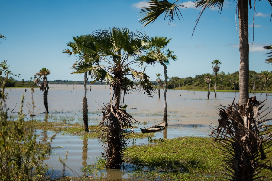 A foto mostra uma paisagem natural alagada. Em primeiro plano, há uma palmeira carnaúba de tronco fino e copa aberta em formato de leque. O chão ao redor está coberto por água rasa, refletindo a vegetação. Mais ao fundo, outras palmeiras surgem espalhadas pelo terreno parcialmente inundado. Um pequeno barco de madeira está encostado entre os troncos, quase submerso. O céu é azul, com poucas nuvens brancas