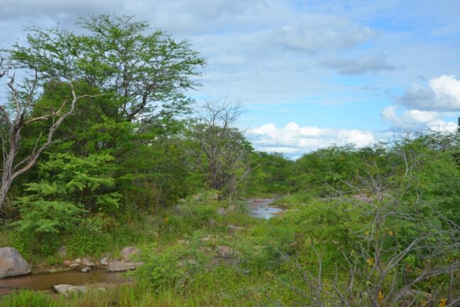 Foto de paisagem típica da Caatinga, com vegetação formada por árvores esparsas e arbustos de galhos retorcidos, alguns verdes e outros secos. O chão é pedregoso, com algumas pedras grandes visíveis, e um pequeno curso d’água atravessa a cena, refletindo o céu parcialmente azul com nuvens brancas