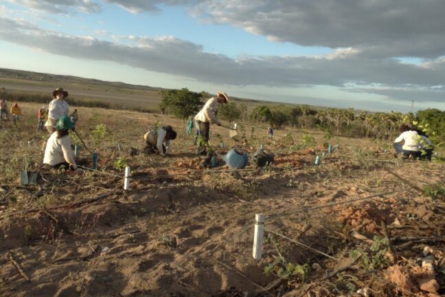 A foto mostra um grupo de pessoas plantando mudas em uma área de solo seco e claro, com algumas mudas recém-plantadas protegidas por tubos azuis. Homens e mulheres, usando chapéus e roupas claras para se proteger do sol, cavam a terra e cuidam das plantas. O cenário é amplo, com horizonte aberto, poucas árvores ao fundo e um céu parcialmente nublado