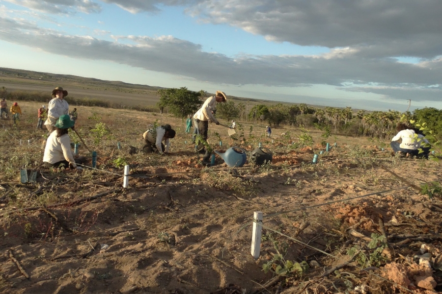 A foto mostra um grupo de pessoas plantando mudas em uma área de solo seco e claro, com algumas mudas recém-plantadas protegidas por tubos azuis. Homens e mulheres, usando chapéus e roupas claras para se proteger do sol, cavam a terra e cuidam das plantas. O cenário é amplo, com horizonte aberto, poucas árvores ao fundo e um céu parcialmente nublado