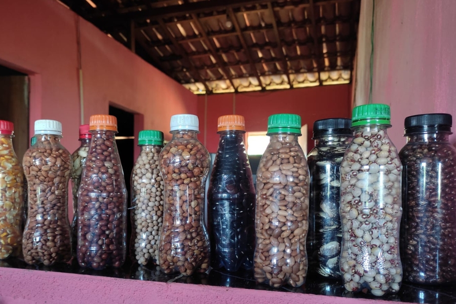 A foto mostra uma fileira de garrafas plásticas reaproveitadas, alinhadas sobre um balcão cor-de-rosa. Dentro de cada garrafa estão diferentes tipos de sementes, como milho e feijões de várias cores e tamanhos, algumas mais claras, outras escuras. As tampas das garrafas são variadas — vermelhas, verdes, laranjas, brancas e pretas. Ao fundo, vê-se o interior simples de uma casa com paredes pintadas de rosa e teto de telhas à mostra
