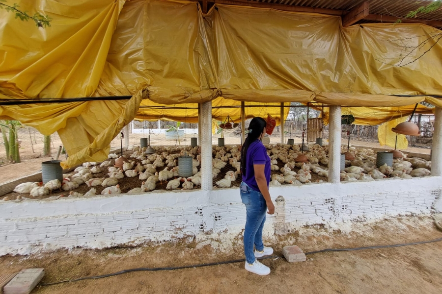 A foto em plano médio mostra uma mulher em pé, de perfil, com os cabelos escuros soltos e compridos. Ela veste uma camisa roxa e calças jeans justas, com tênis brancos, e parece estar em um ambiente de criação de animais. À frente dela, há um galinheiro rústico, com paredes baixas de alvenaria pintada de branco na base e uma estrutura de madeira para o telhado. O telhado e os lados abertos do galinheiro estão parcialmente cobertos por uma lona plástica amarela brilhante, que cria uma sombra. Dentro do galinheiro, que está cheio de frangos brancos aglomerados sobre um piso de terra ou palha, veem-se alguns comedouros e bebedouros metálicos cinzas espalhados. A mulher olha na direção dos frangos. O chão fora da estrutura é de terra batida, e ao fundo, por trás do galinheiro, há uma área rural com vegetação seca e esparsa