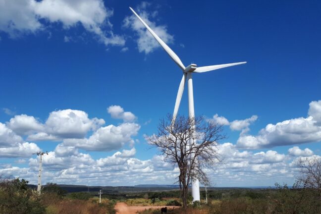 Foto panorâmica que destaca um aerogerador (turbina eólica) em um dia ensolarado. O céu é um azul profundo, pontilhado com nuvens brancas, fofas e dispersas. A turbina, de cor branca, ergue-se proeminentemente no centro-direita da cena, com suas duas pás visíveis estendendo-se em direção ao canto superior. Na base da turbina, diretamente em frente ao seu mastro, está uma árvore seca e de galhos despidos, que contrasta com a estrutura moderna. O primeiro plano é composto por vegetação rasteira seca e marrom, indicando um clima mais árido, com um caminho de terra no centro inferior que se estende para a paisagem. Ao fundo, uma linha de horizonte revela colinas suaves sob o céu, e postes de energia podem ser vistos à esquerda