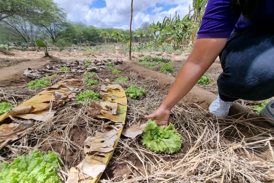 A foto mostra uma horta no semiárido, com pés de alface crescendo em fileiras sobre a terra coberta por palha seca e folhas de bananeira usadas como cobertura morta para manter a umidade do solo. No canto direito, aparece parcialmente uma pessoa agachada, vestindo camiseta roxa, calça escura e tênis branco, que colhe ou examina uma das alfaces já desenvolvidas. Ao fundo, é possível ver mais plantações e árvores típicas da Caatinga, sob um céu parcialmente nublado
