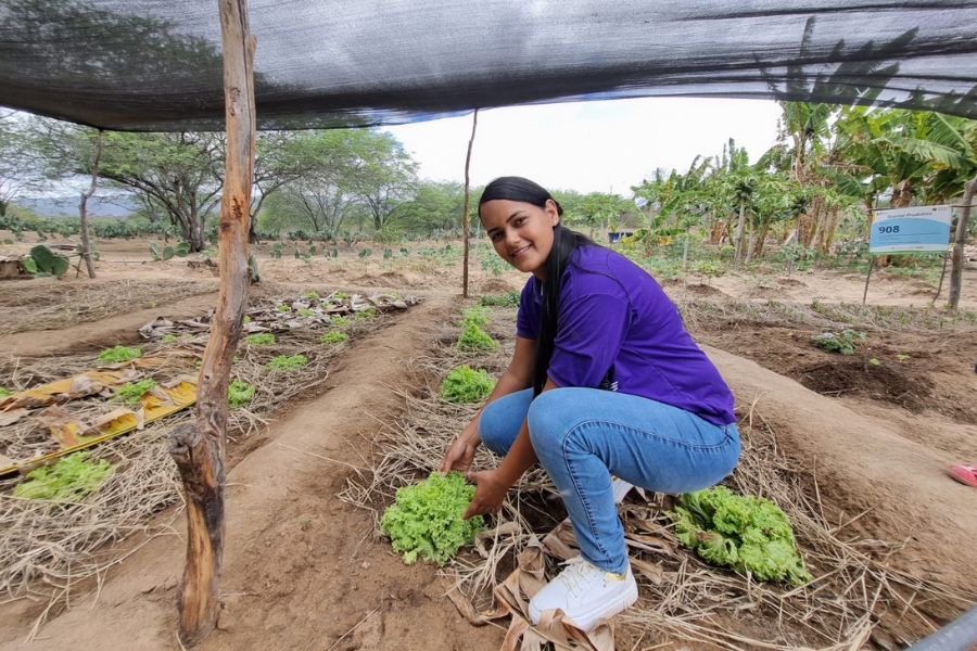 Uma mulher de pele morena clara, cabelos escuros presos em um rabo de cavalo baixo, veste uma camisa roxa e calças jeans azuis justas, e tênis brancos. Ela está agachada em uma horta em pleno sol, com o corpo inclinado para frente, olhando para a câmera com um sorriso, enquanto segura com as mãos um pé de alface verde-claro que cresce em um canteiro elevado de terra marrom. O canteiro tem cobertura de palha seca entre as plantas. Acima dela, um sombrite preto está estendido sobre uma estrutura simples de madeira e galhos. Ao fundo, vê-se mais vegetação, incluindo bananeiras e cactos, e o chão com vegetação rasteira seca. No canto superior direito, há uma placa branca numerada "908" presa a uma estaca