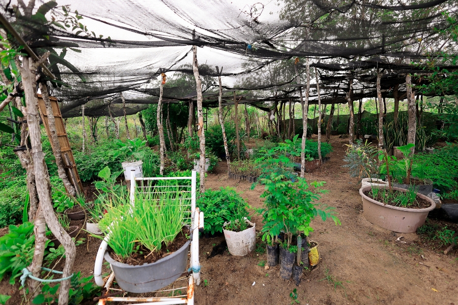 A foto mostra uma área de jardim ou viveiro de plantas sob uma cobertura de tela de sombreamento preta, sustentada por troncos finos e galhos, criando um ambiente de sombra parcial. O chão é de terra. Diversas plantas de diferentes tamanhos e tipos preenchem o espaço, algumas em vasos e outras diretamente no solo. Em primeiro plano, à esquerda, há um recipiente cinza com o que parece ser cebolinha ou outra erva de folhas longas e verdes, apoiado em uma estrutura de metal branco que parece ser uma escada virada ou um suporte improvisado. Outros vasos e sacolas plásticas pretas contendo mudas e plantas menores estão espalhados, incluindo um grande vaso redondo à direita com plantas maiores. A vegetação é exuberante, indicando um quintal produtivo bem cuidado