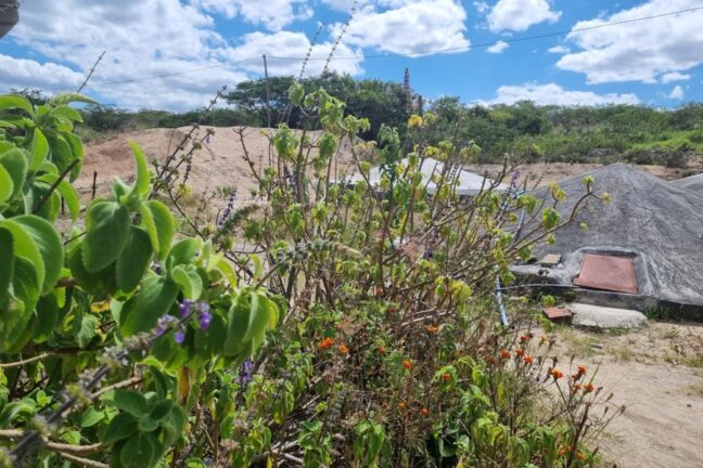 A foto de um cenário exterior em um dia ensolarado, dominado por uma vegetação densa e variada em primeiro plano. À esquerda, grandes folhas verdes vibrantes (possivelmente de hortelã ou boldo) formam uma borda que se estende para o centro. No meio da imagem, há um aglomerado de arbustos e plantas mais secas e finas, com algumas flores laranjas e roxas espalhadas na base. O fundo é marcado por uma paisagem de terra árida e montículos de areia ou terra clara, com árvores e arbustos de folhagem verde-escura mais ao longe. No lado direito, destaca-se uma estrutura de concreto de formato cônico ou abobadado, de cor cinza, uma cisterna, com uma escotilha de metal visível na lateral. O céu está azul com nuvens brancas e fofas, e uma estrutura alta e avermelhada (que parece ser uma chaminé ou torre de telecomunicações) é visível acima da linha das árvores no centro-direita