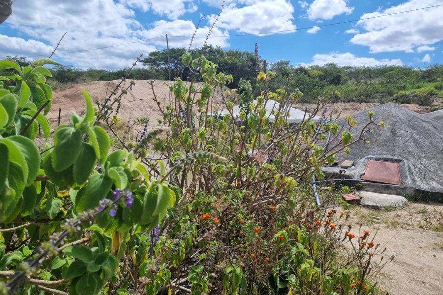 A foto de um cenário exterior em um dia ensolarado, dominado por uma vegetação densa e variada em primeiro plano. À esquerda, grandes folhas verdes vibrantes (possivelmente de hortelã ou boldo) formam uma borda que se estende para o centro. No meio da imagem, há um aglomerado de arbustos e plantas mais secas e finas, com algumas flores laranjas e roxas espalhadas na base. O fundo é marcado por uma paisagem de terra árida e montículos de areia ou terra clara, com árvores e arbustos de folhagem verde-escura mais ao longe. No lado direito, destaca-se uma estrutura de concreto de formato cônico ou abobadado, de cor cinza, uma cisterna, com uma escotilha de metal visível na lateral. O céu está azul com nuvens brancas e fofas, e uma estrutura alta e avermelhada (que parece ser uma chaminé ou torre de telecomunicações) é visível acima da linha das árvores no centro-direita