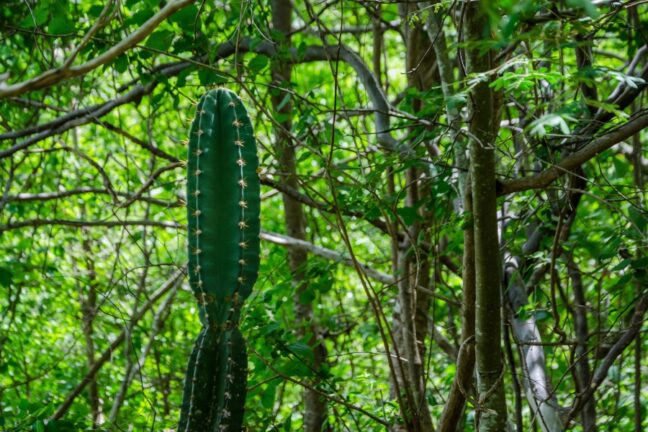 A imagem mostra um cacto ereto, alto e verde-escuro, destacando-se no centro de uma mata densa. Ao redor dele há muitos galhos finos e troncos marrons, entrelaçados como uma rede natural, cobertos por folhas de vários tons de verde. A luz filtrada pelas copas cria pequenos brilhos nas folhas, dando ao ambiente um ar úmido e vivo
