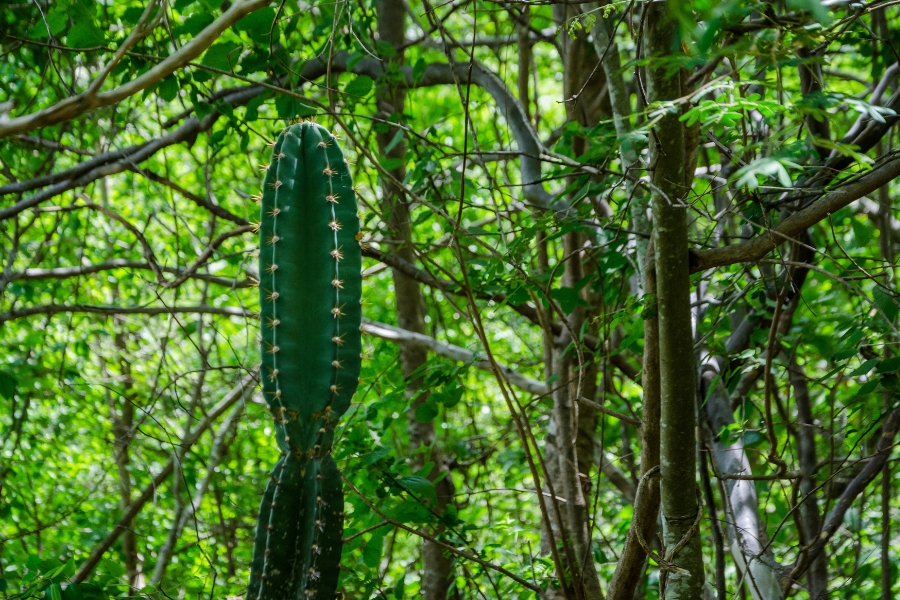 A imagem mostra um cacto ereto, alto e verde-escuro, destacando-se no centro de uma mata densa. Ao redor dele há muitos galhos finos e troncos marrons, entrelaçados como uma rede natural, cobertos por folhas de vários tons de verde. A luz filtrada pelas copas cria pequenos brilhos nas folhas, dando ao ambiente um ar úmido e vivo