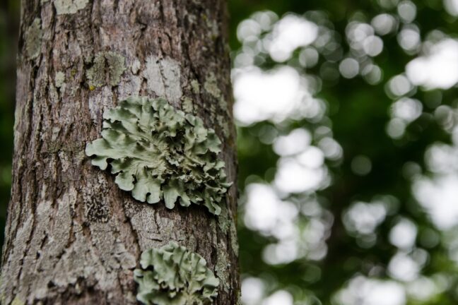 Foto de tronco de uma árvore coberta por líquens, que aparecem como manchas grandes, irregulares e achatadas, em tons de verde acinzentado, com bordas onduladas que lembram pequenas folhas sobrepostas. O tronco tem casca rugosa, marcada por fissuras e nuances de marrom e cinza. O fundo está desfocado, revelando apenas círculos de luz e sombras formados pela copa verde ao redor
