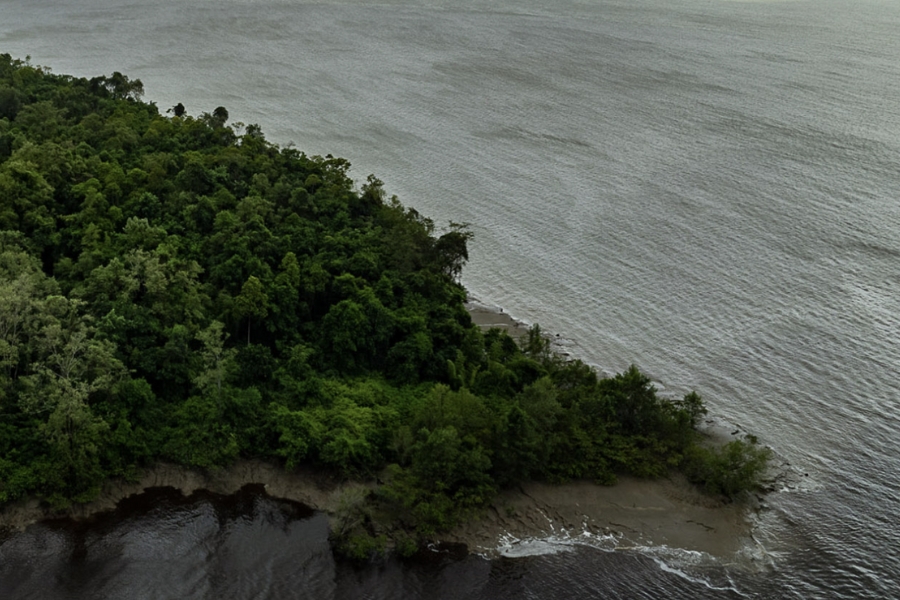 A imagem mostra a foz de um grande rio amazônico encontrando o mar. No primeiro plano, há uma faixa de floresta densa e verde escuro, com árvores altas e copas fechadas que se estendem até a margem. A vegetação contrasta com a imensidão das águas, que ocupam boa parte da foto e têm tons acinzentados, com pequenas ondulações na superfície. A cena, vista de cima, revela o ponto em que o rio se mistura com o oceano