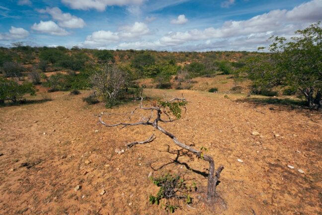 A fotografia em plano aberto mostra um solo predominantemente em tons de laranja-avermelhado, seco e pedregoso. No centro e primeiro plano, há um pequeno arbusto retorcido e seco, com alguns pequenos brotos verdes na base e nas pontas dos galhos, projetando uma sombra no solo. Mais ao fundo, a vegetação se torna mais densa e de cor verde-escura e oliva, formando uma linha de horizonte irregular que se estende por toda a largura da imagem sob um céu azul claro com nuvens brancas esparsas