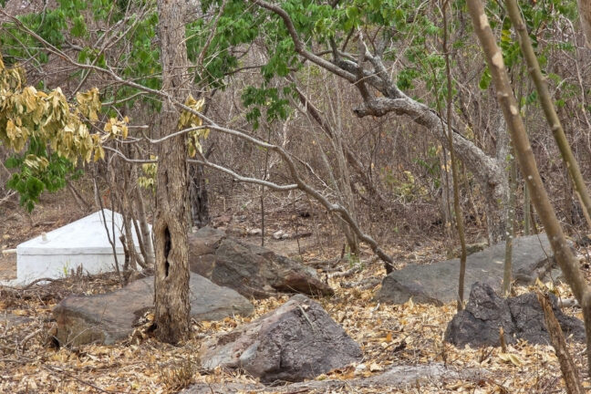 Esta fotografia captura uma paisagem típica do bioma Caatinga durante o período de seca, caracterizada por uma vegetação de mata branca e solo pedregoso. Em primeiro plano, o chão está coberto por uma camada espessa de folhas secas e tons de bege, com grandes rochas escuras espalhadas. À esquerda, destaca-se uma cisterna branca de formato cônico, parcialmente oculta por troncos finos e retorcidos. Ao centro, uma árvore de tronco acinzentado apresenta uma fenda vertical profunda em sua casca. O fundo é composto por um emaranhado denso de arbustos e árvores com galhos despidos de folhagem, embora alguns focos de folhas verdes e amareladas ainda persistam no topo, sob uma luz natural clara que realça a textura árida e a resistência da flora regional